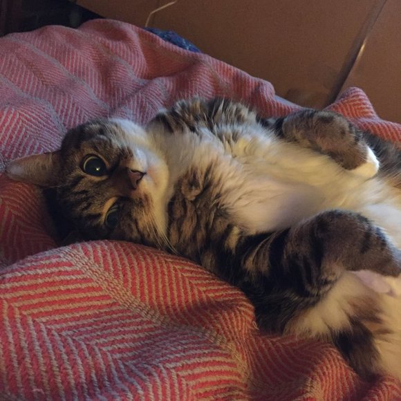 Meet your Posher, Lauren - Picture 1 of 1